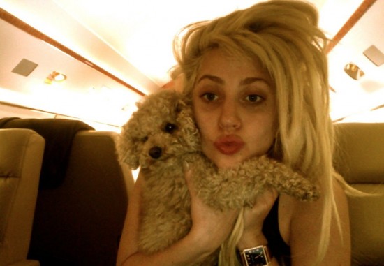 Lady Gaga quiere que su perro sea un pintor famoso