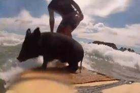 Cerdito surfista es la nueva sensación de YouTube (+Video)