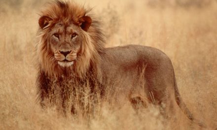 #Insolito: Un León mata a mujer que estaba teniendo sexo con su novio