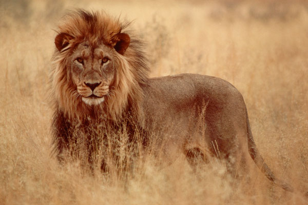 #Insolito: Un León mata a mujer que estaba teniendo sexo con su novio