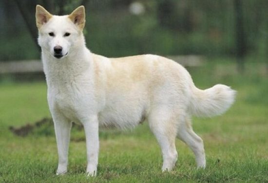 #Insólito: Perro heredó casi un millón de dólares