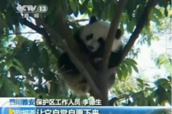 Imagen de panda asustado por el terremoto en China se vuelve viral