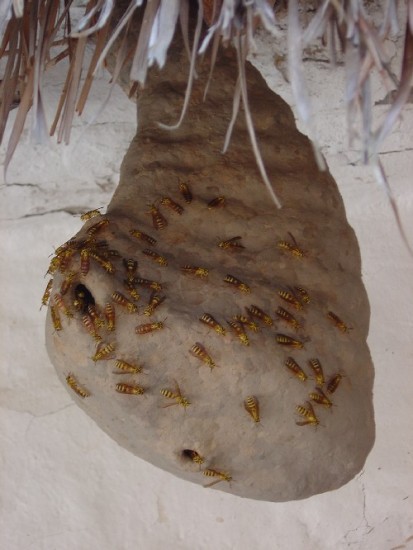 #Insolito: Hombre de 35 años muere tras tener sexo con panal de avispas