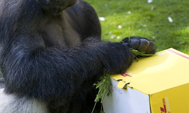DHL devuelve nueve gorilas a la naturaleza