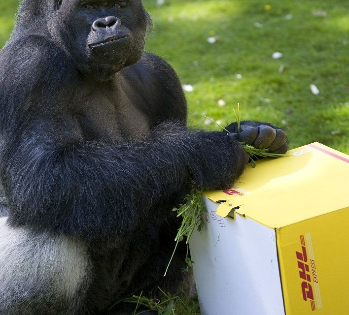 DHL devuelve nueve gorilas a la naturaleza