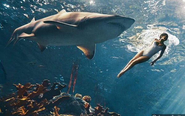 Rihanna comparte video nadando con un tiburón (+Video)