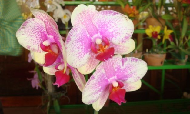 Vuelven las orquídeas al Centro Cultural B.O.D.
