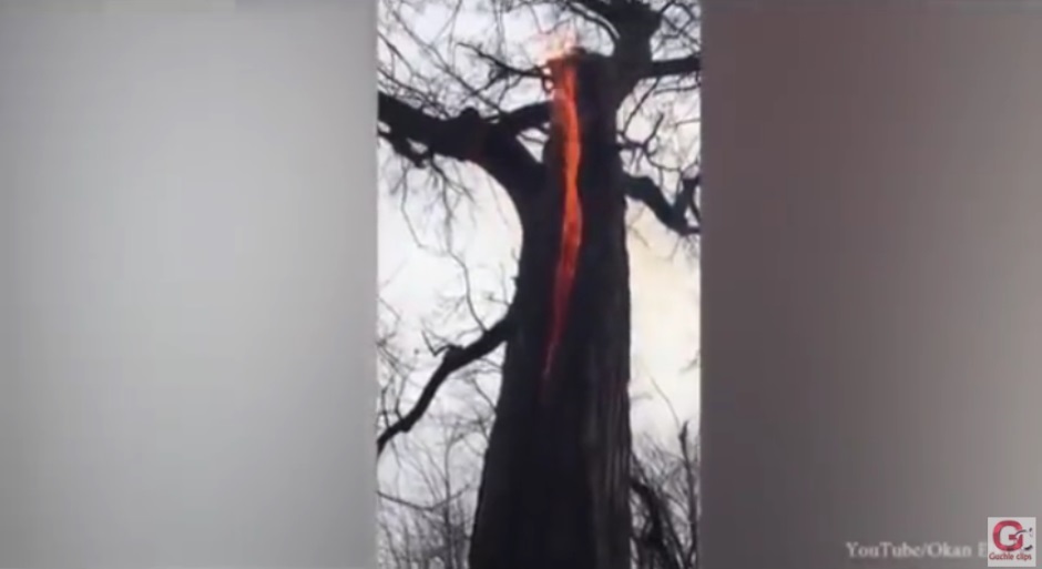 ‘Árbol diabólico’ causa furor en la red (+Video)