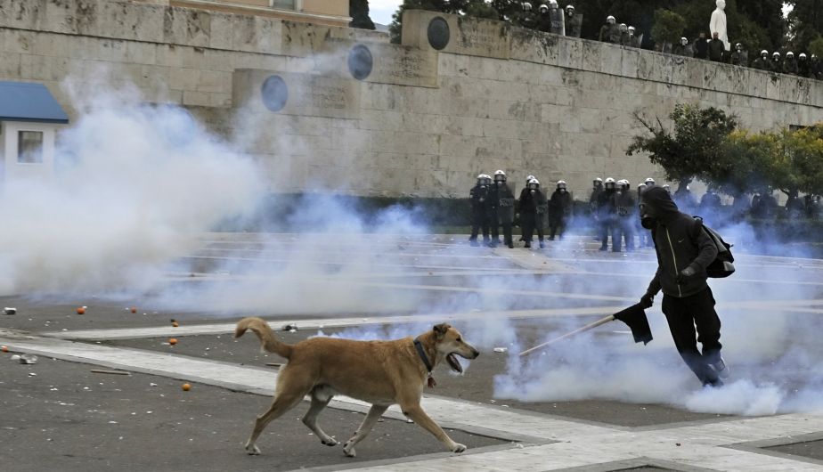 ¿Qué hacer cuando tu mascota se ve expuesta a gases lacrimógenos?